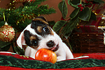 hundefotos parson_russell_terrier