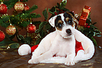 hundefotos parson_russell_terrier
