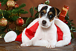 hundefotos parson_russell_terrier