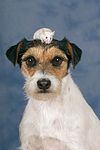 tierfreundschaft tierfreundschaft