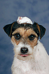 tierfreundschaft tierfreundschaft