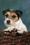 tierfreundschaft tierfreundschaft