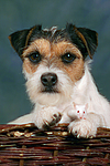 tierfreundschaft tierfreundschaft