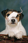 tierfreundschaft tierfreundschaft