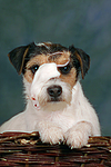 tierfreundschaft tierfreundschaft