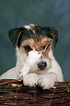 tierfreundschaft tierfreundschaft