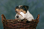 tierfreundschaft tierfreundschaft