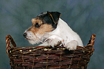 tierfreundschaft tierfreundschaft