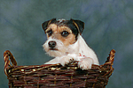 tierfreundschaft tierfreundschaft
