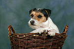 tierfreundschaft tierfreundschaft