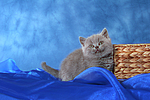 katzenfotos britisch_kurzhaar