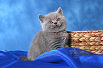 katzenfotos britisch_kurzhaar
