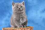 katzenfotos britisch_kurzhaar