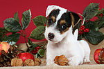 hundefotos parson_russell_terrier