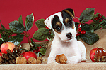 hundefotos parson_russell_terrier