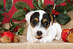 hundefotos parson_russell_terrier