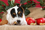 hundefotos parson_russell_terrier