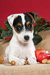 hundefotos parson_russell_terrier