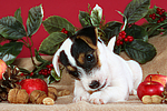 hundefotos parson_russell_terrier