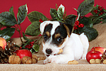 hundefotos parson_russell_terrier