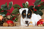 hundefotos parson_russell_terrier