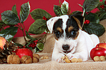 hundefotos parson_russell_terrier