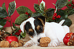 hundefotos parson_russell_terrier