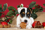 hundefotos parson_russell_terrier