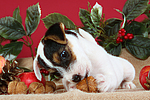 hundefotos parson_russell_terrier
