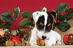 hundefotos parson_russell_terrier