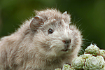 kleintierfotos meerschwein_-_rosette