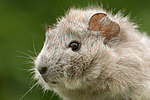 kleintierfotos meerschwein_-_rosette