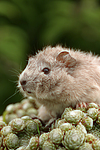 kleintierfotos meerschwein_-_rosette