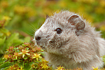 kleintierfotos meerschwein_-_rosette