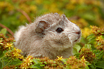 kleintierfotos meerschwein_-_rosette