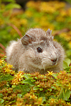 kleintierfotos meerschwein_-_rosette