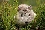 kleintierfotos meerschwein_-_rosette