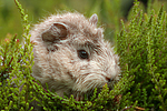 kleintierfotos meerschwein_-_rosette