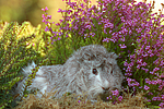 kleintierfotos meerschwein_-_rosette