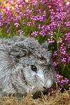 kleintierfotos meerschwein_-_rosette