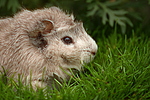 kleintierfotos meerschwein_-_rosette