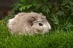 kleintierfotos meerschwein_-_rosette
