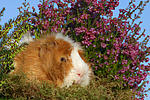 kleintierfotos meerschwein_-_rosette