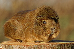 kleintierfotos meerschwein_-_rosette