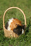 kleintierfotos meerschwein_-_rosette