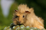 kleintierfotos meerschwein_-_rosette