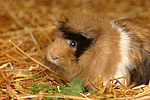 kleintierfotos meerschwein_-_rosette