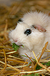 kleintierfotos meerschwein_-_rosette