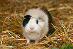 kleintierfotos meerschwein_-_rosette