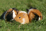 kleintierfotos meerschwein_-_glatthaarig